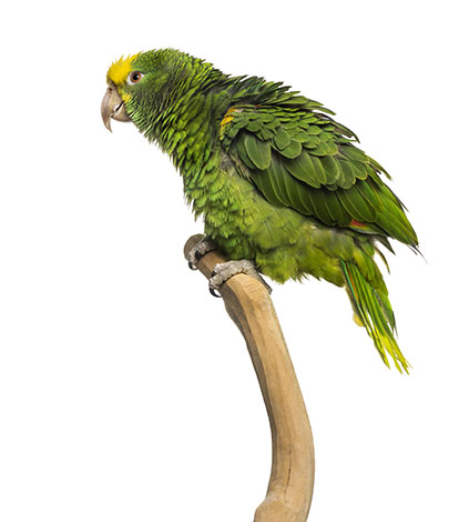 New parrots need a carrying box or cage