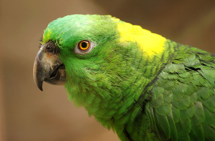 Yellow-naped Amazon