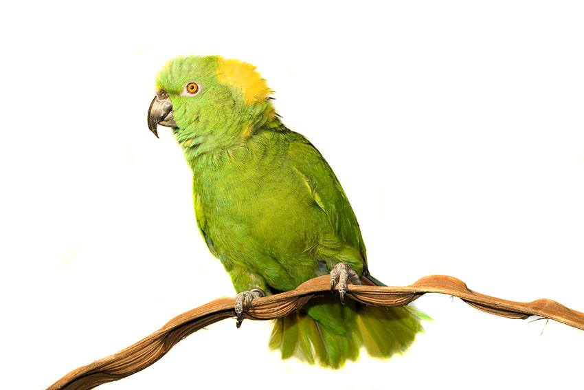 Yellow-naped Amazon perch
