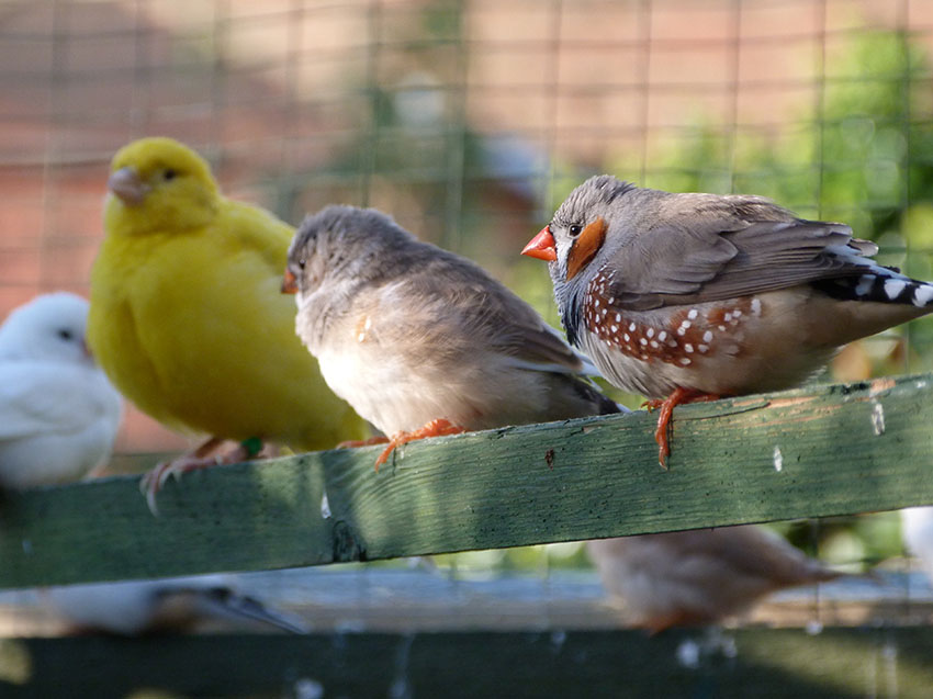 Zebra finch and Canary