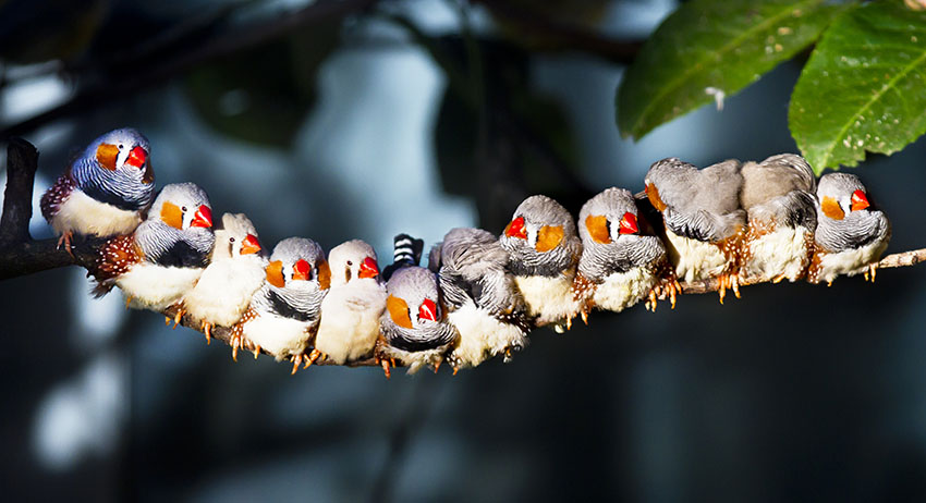 Zebra finches perching together