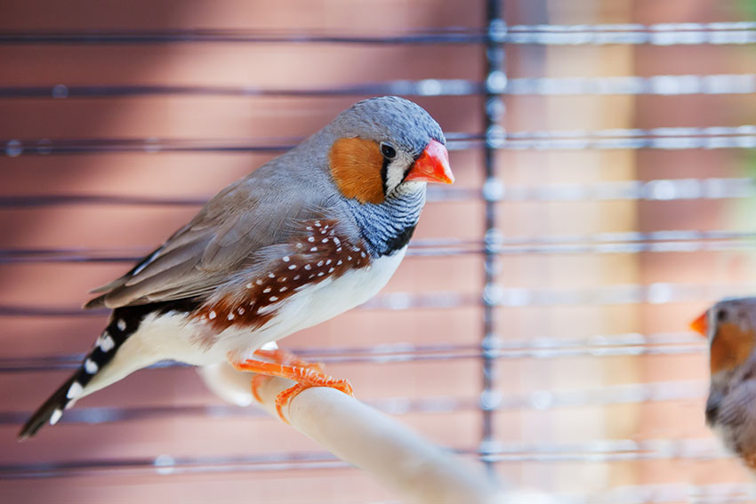 Zebra Finches in cage