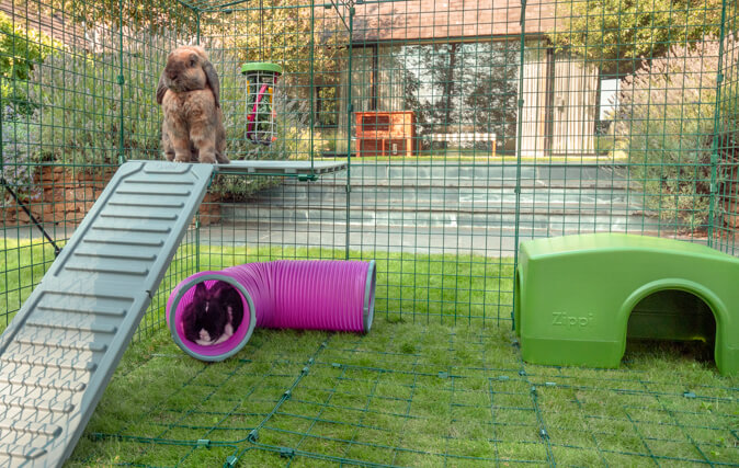 Rabbits Will Feel Secure Up High, and Safe Sheltered Below